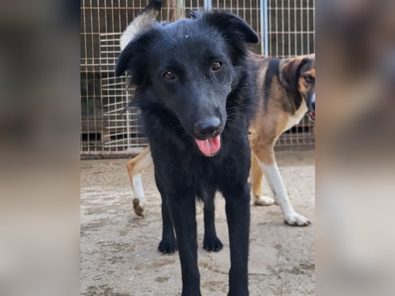 Duke ❤️ aktiver, verschmuster Kroat. Schäferhund-Mix-Rüde!