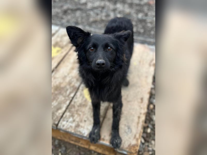 Tila ❤️ schmusige, so freundliche Hündin