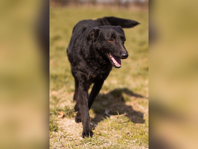 Kim ❤️ so sanfte, liebevolle Hundedame!