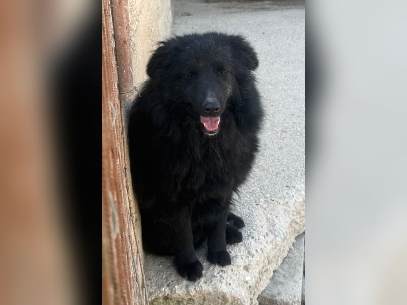 Duke ❤️ aktiver, verschmuster Kroat. Schäferhund-Mix-Rüde!