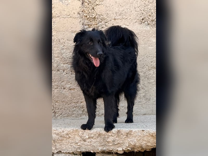 Duke ❤️ aktiver, verschmuster Kroat. Schäferhund-Mix-Rüde!