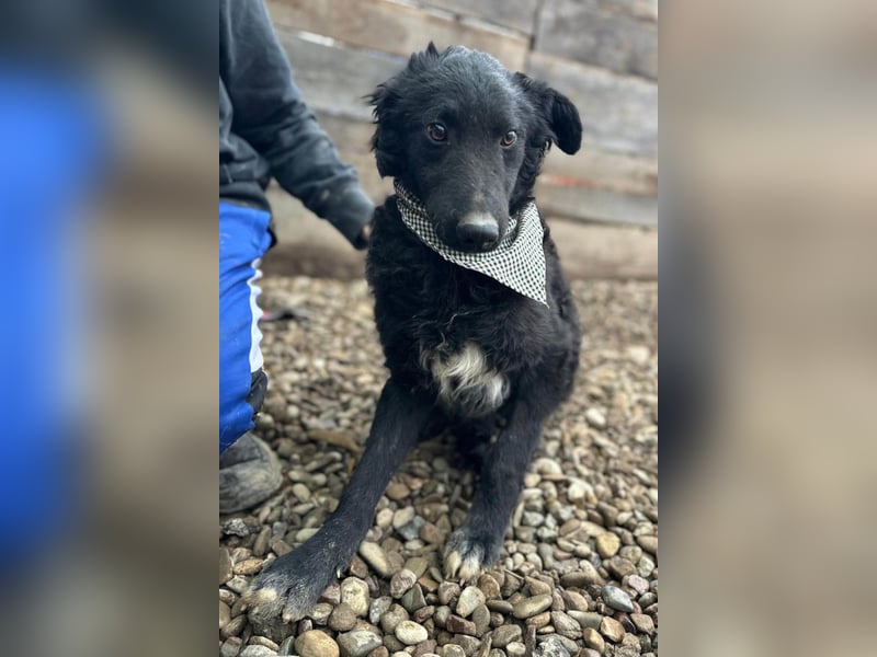 CHI CHI❤️sanfter Kroat. Schäfi-Mix-Bub sucht Liebe und seine Familie!
