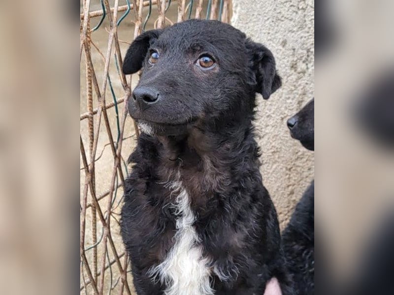 Kroat.Schäfi-Mix ♥Archie♥ fröhlicher, kuschliger, aktiver Bub