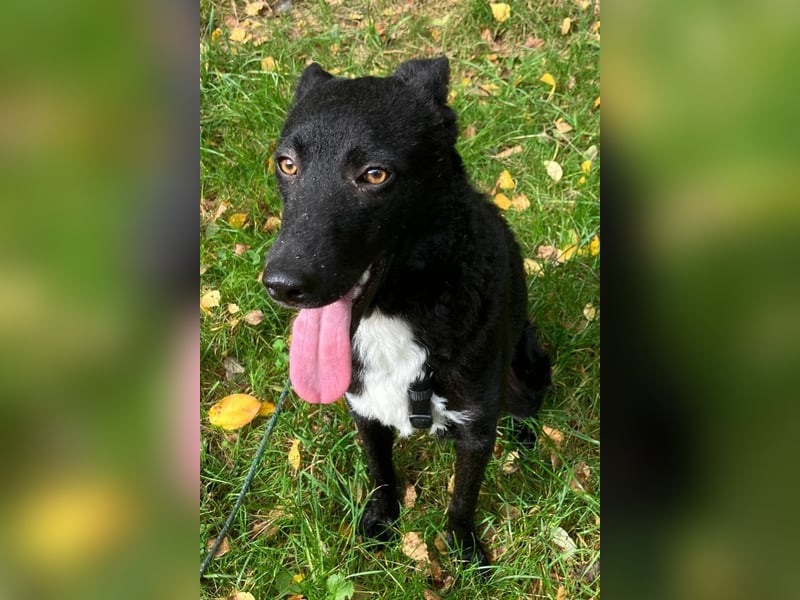 Elsie ❤️ wartet in 09648 Mittweida