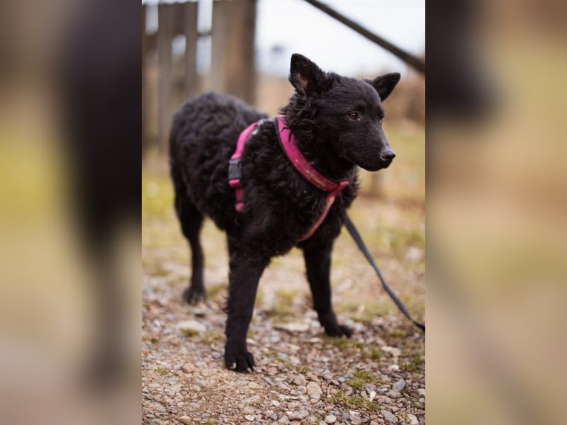 Maxima ❤️ so kuschlige, liebe Junghündin