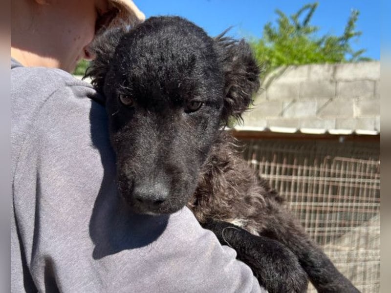 Flynn ❤️ offener, verspielter Kroat. Schäfi-Mix Rüde