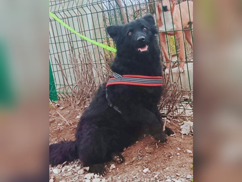 Fellschatz Milly liebt auch Katzen