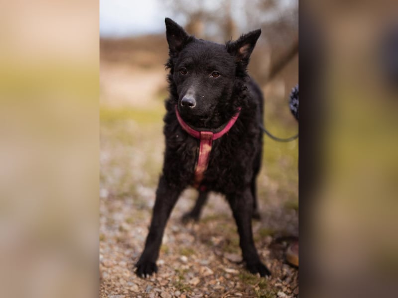 Maxima ❤️ so kuschlige, liebe Junghündin