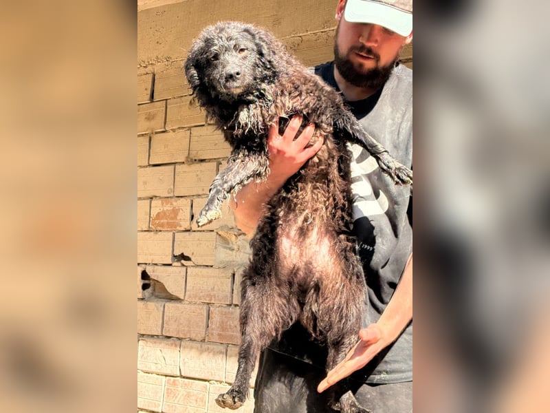 Flynn ❤️ offener, verspielter Kroat. Schäfi-Mix Rüde