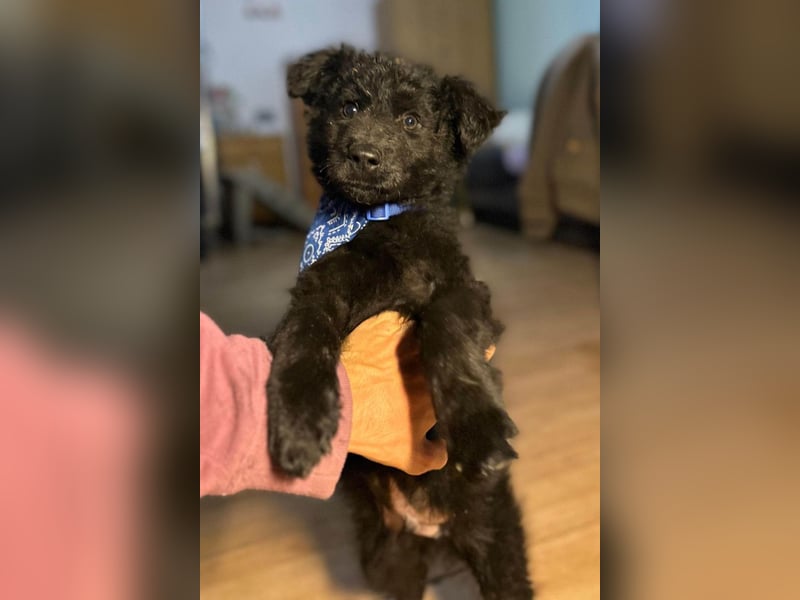 Bore ❤️ aktiver, junger Schäfi-Mix-Bub