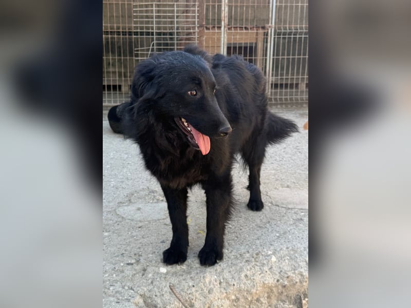 Duke ❤️ aktiver, verschmuster Kroat. Schäferhund-Mix-Rüde!