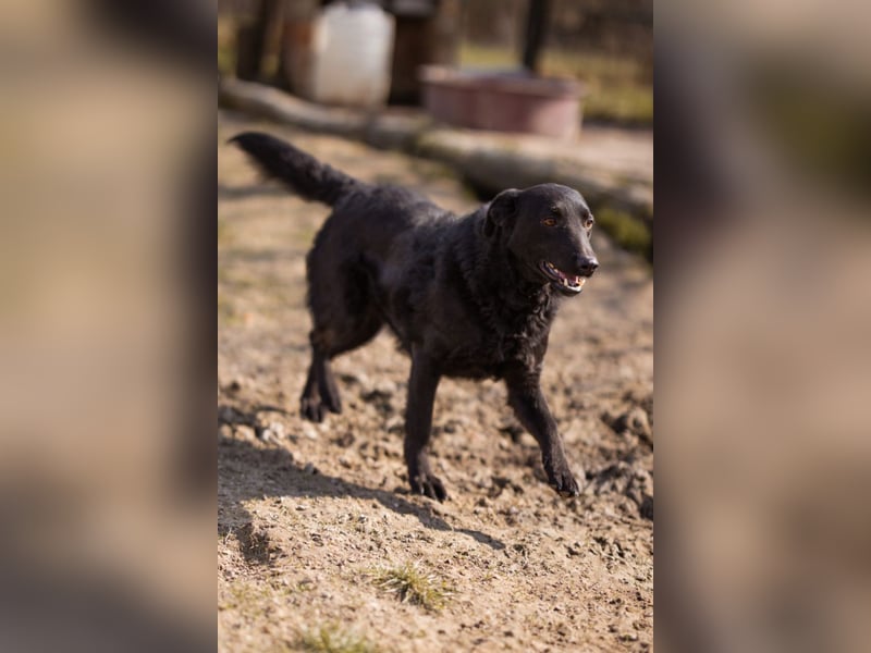 Kim ❤️ so sanfte, liebevolle Hundedame!