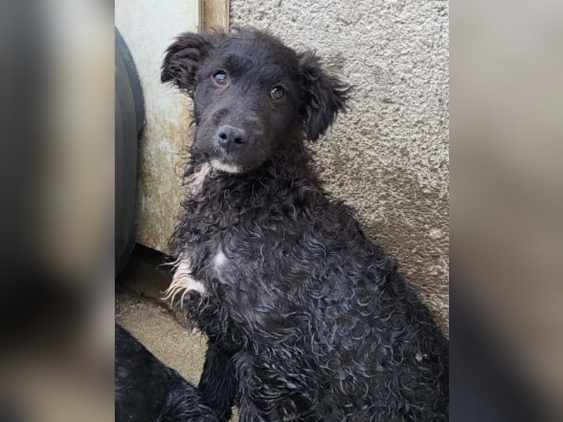 Flynn ❤️ offener, verspielter Kroat. Schäfi-Mix Rüde