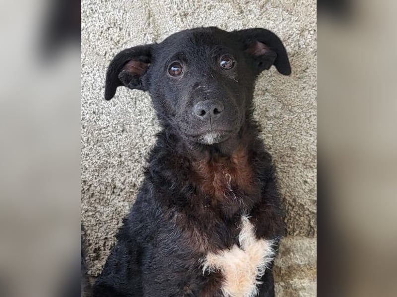 Felix ❤️ froher, süßer, aktiver Mix-Bub!