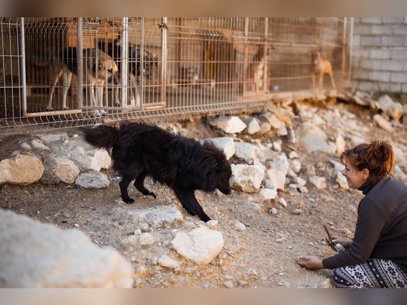 GORDI❤️liebes, verschmustes kroat. Schäferhund-Mix-Mädel