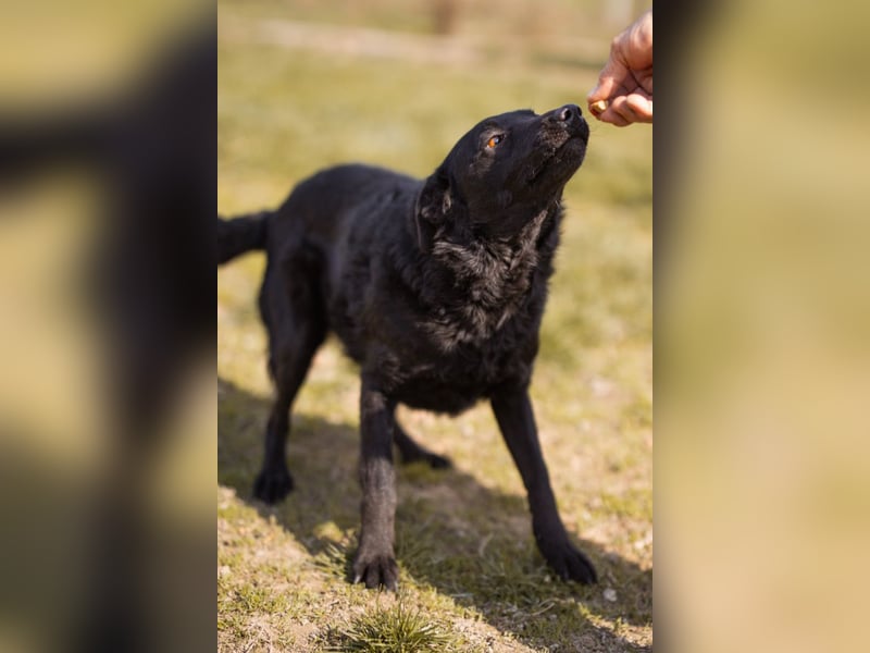 Kim ❤️ so sanfte, liebevolle Hundedame!