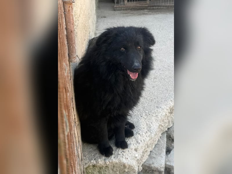 Duke ❤️ aktiver, verschmuster Kroat. Schäferhund-Mix-Rüde!