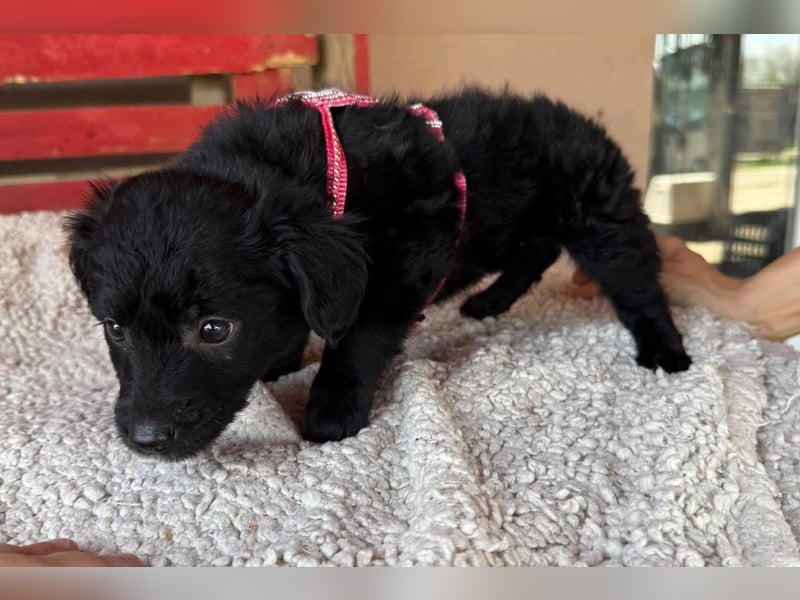 ♥Jasmina♥ zarte Welpin sucht ihre Familie