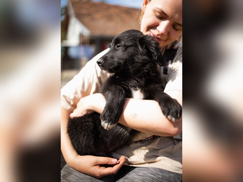 Levi ❤️ neugieriger, so lieber Welpenbub