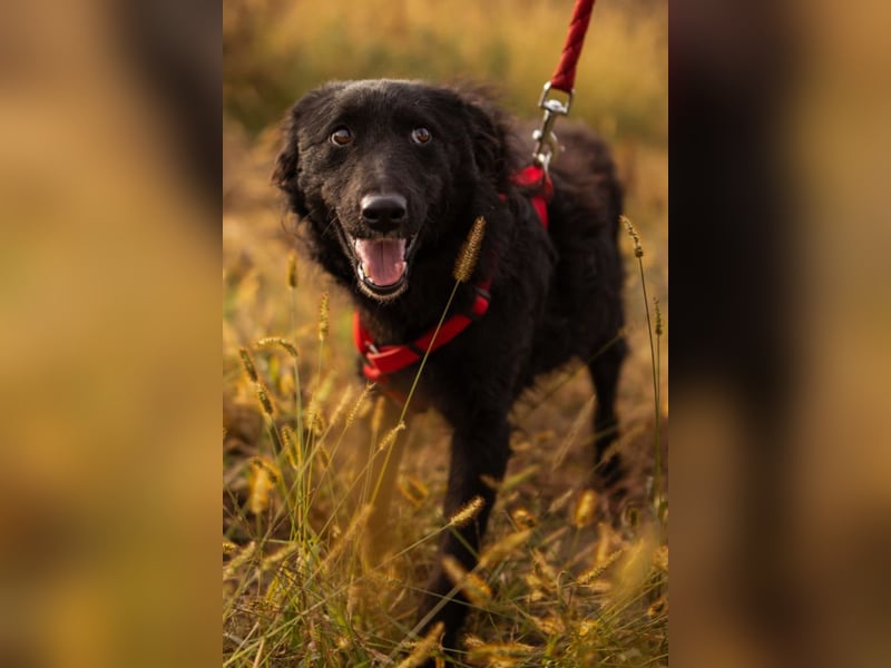 Bailey ❤️ verschmuste, liebe Kroat. Schäfi-Mix Fellnase