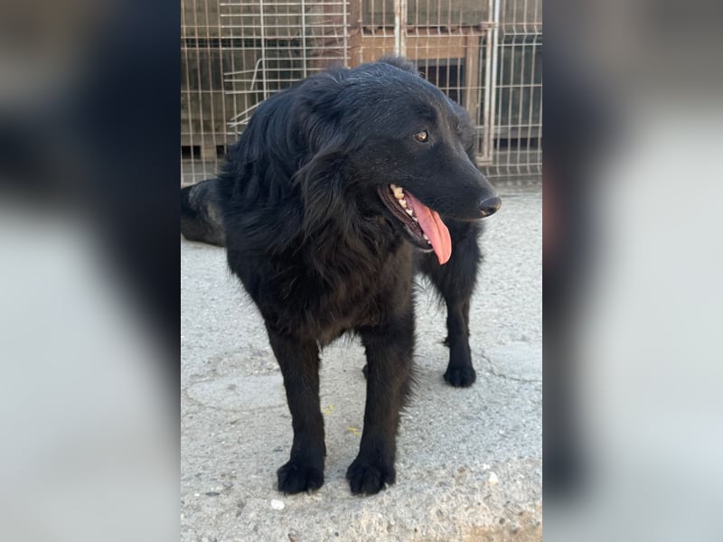 Duke ❤️ aktiver, verschmuster Kroat. Schäferhund-Mix-Rüde!