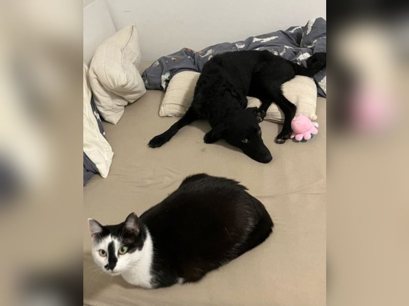 Elsie ❤️ wartet in 09648 Mittweida