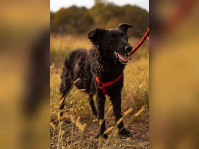 Bailey ❤️ verschmuste, liebe Kroat. Schäfi-Mix Fellnase