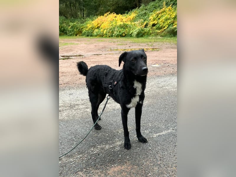 Elsie ❤️ wartet in 09648 Mittweida