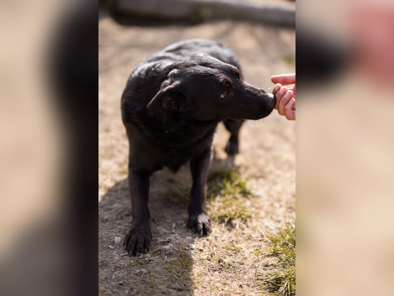 Klara ❤️ frohe, temperamentvolle Kroat. Schäfi-Mix Hündin!