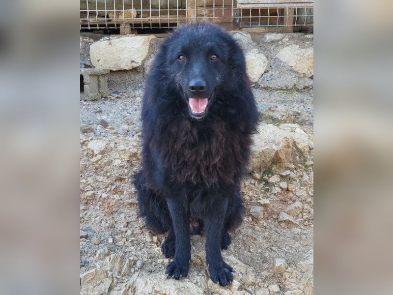 LENZI❤️unser kroat. Schäferhund-Mix-Rüde ist ein wahrer Sonnenschein!