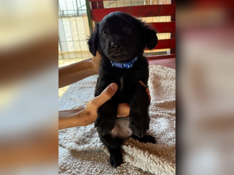 Little ♥Lenny♥ sucht seine treue Familie