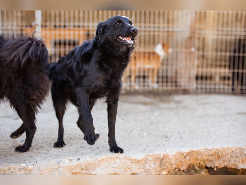Duke ❤️ aufgeweckter, junger Kroat. Schäferhund-Mix-Bub!