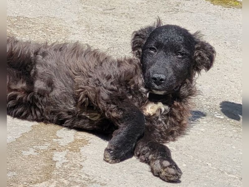 Flynn ❤️ offener, verspielter Kroat. Schäfi-Mix Rüde