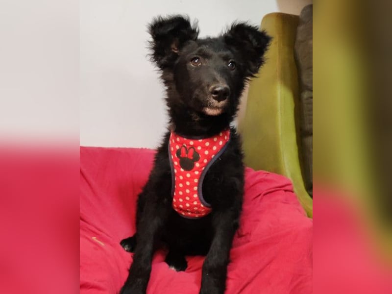 Bailey ❤️ verschmuste, liebe Kroat. Schäfi-Mix Fellnase