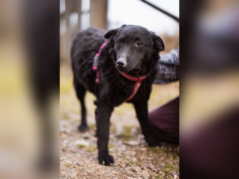 Maxima ❤️ so kuschlige, liebe Junghündin