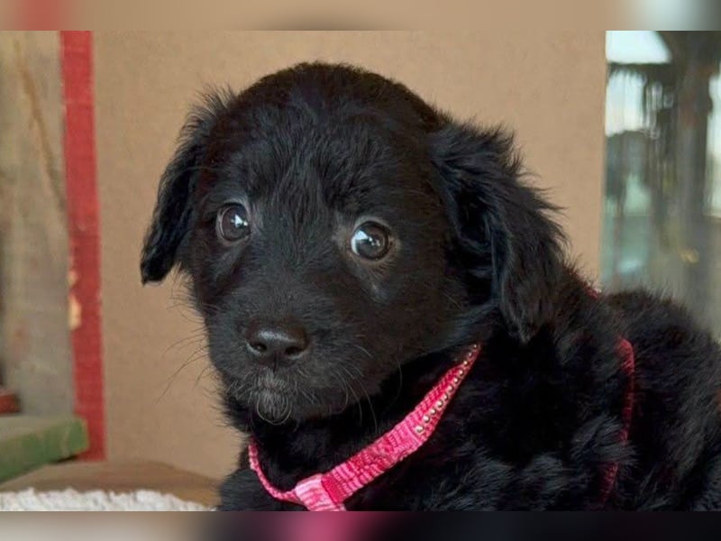 ♥Jasmina♥ zarte Welpin sucht ihre Familie