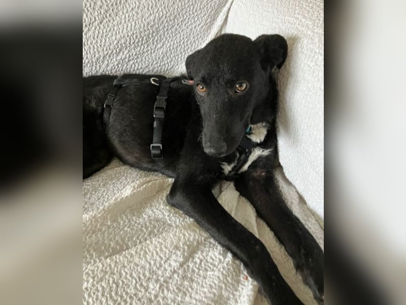 Elsie ❤️ wartet in 09648 Mittweida