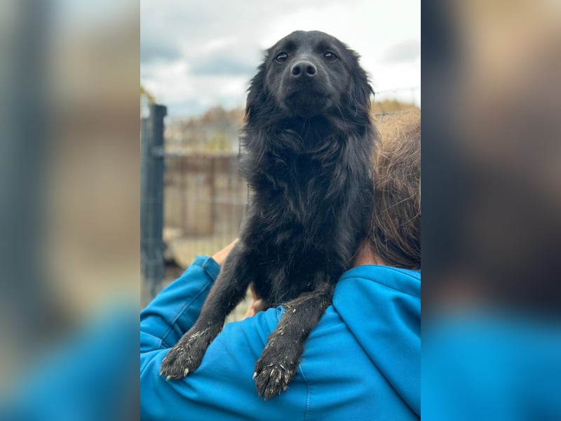 Tila ❤️ schmusige, so freundliche Hündin