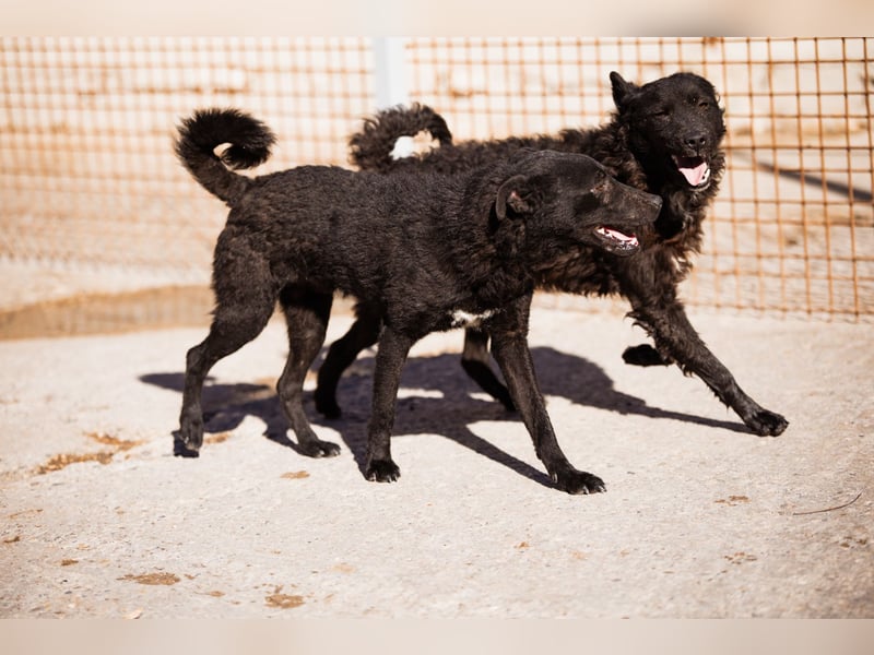 Vinn ❤️ schmusiger, süßer Bub sucht Liebe