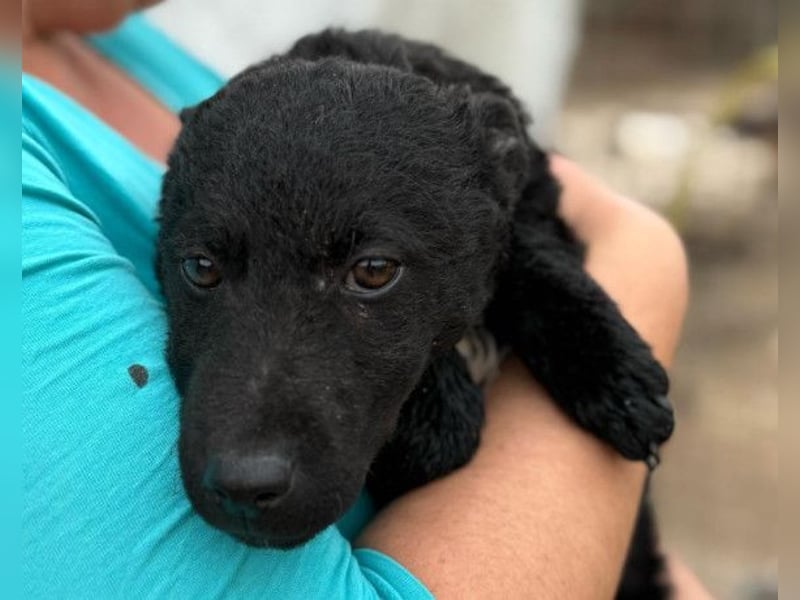 Vinn ❤️ schmusiger, süßer Bub sucht Liebe