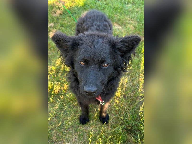 Ayla ❤️ liebe, sensible junge Hundedame