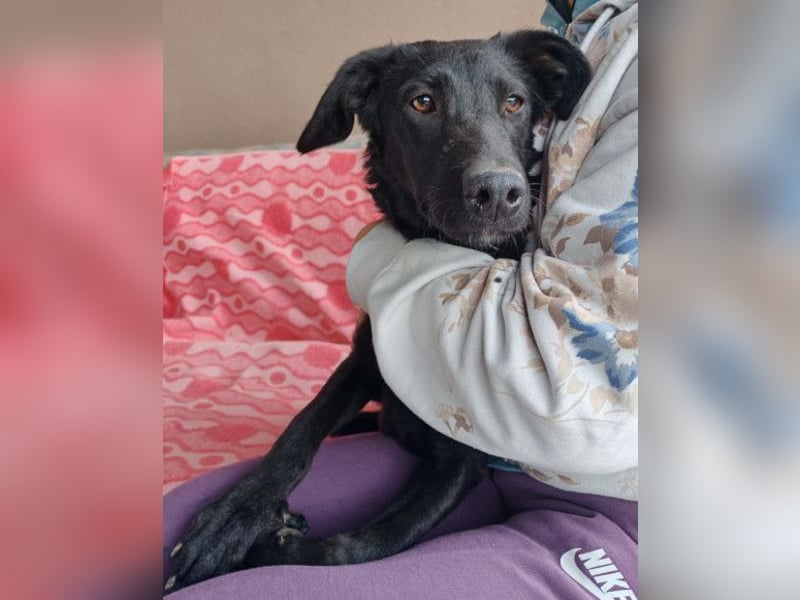 MILA❤️Labbi-Kroat.Schäferhündin-Mix: neugierig, klug & liebevoll