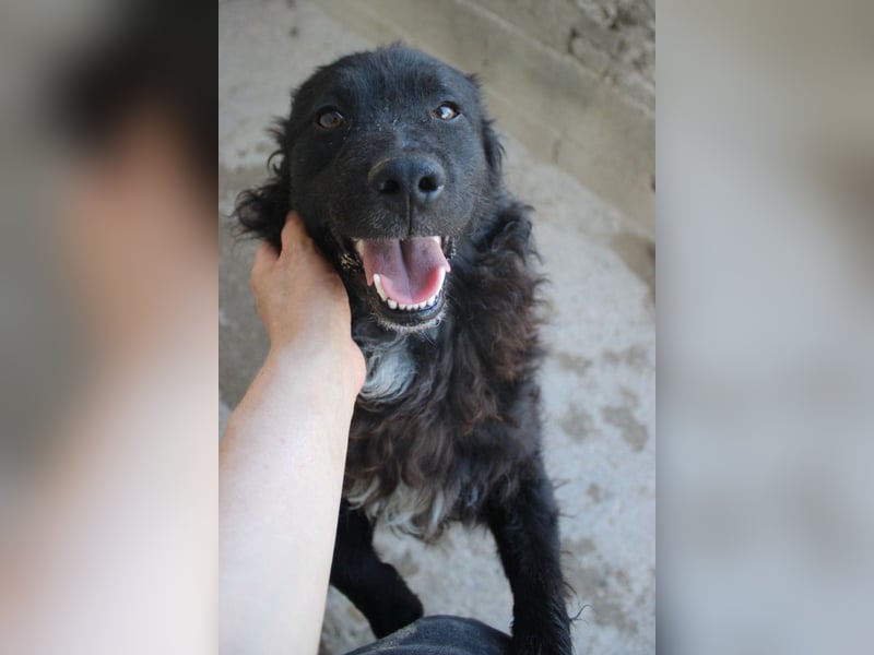Flynn ❤️ offener, verspielter Kroat. Schäfi-Mix Rüde