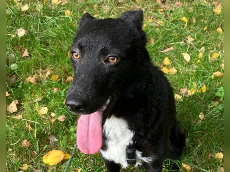 Elsie ❤️ wartet in 09648 Mittweida