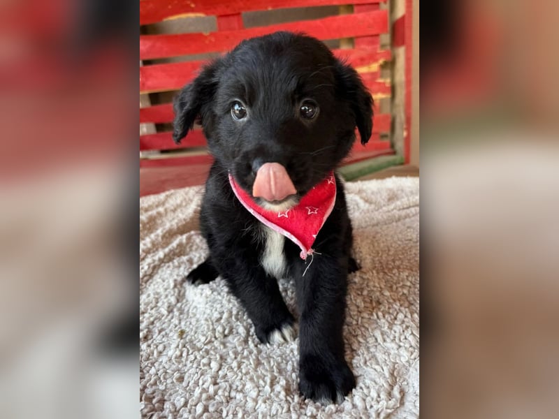 Levi ❤️ neugieriger, so lieber Welpenbub