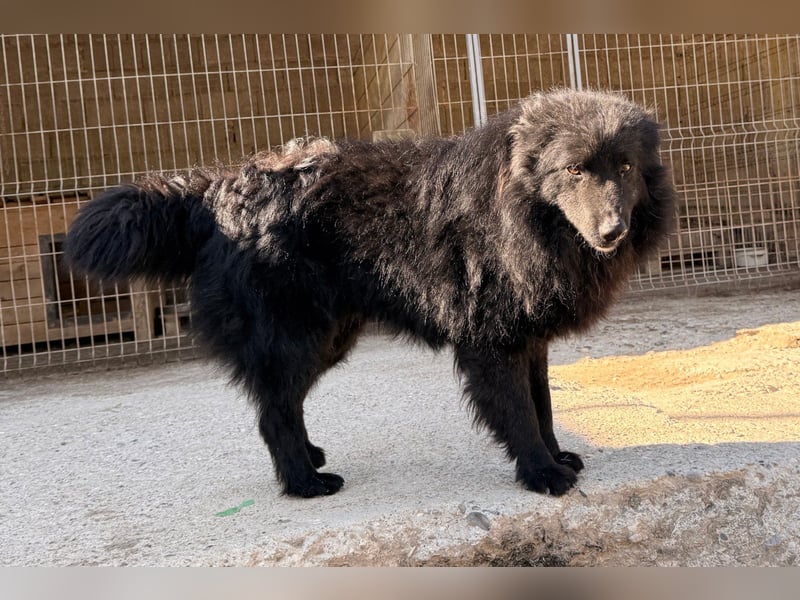GORDI❤️liebes, verschmustes kroat. Schäferhund-Mix-Mädel