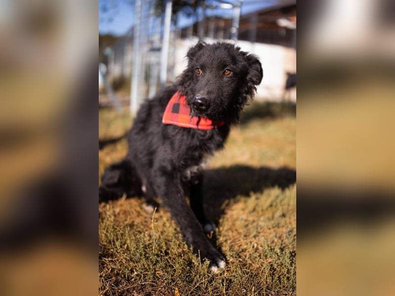 CHI CHI❤️sanfter Kroat. Schäfi-Mix-Bub sucht Liebe und seine Familie!