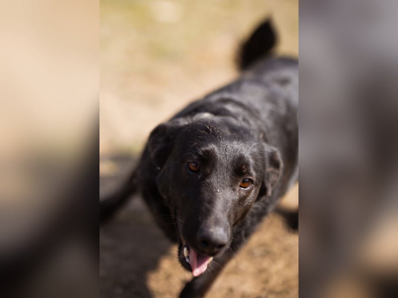 Klara ❤️ frohe, temperamentvolle Kroat. Schäfi-Mix Hündin!