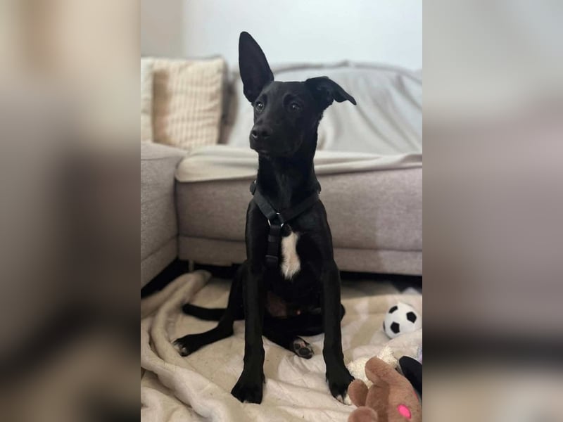 Lino ❤️ wartet in 21465 Wentorf auf deinen Besuch