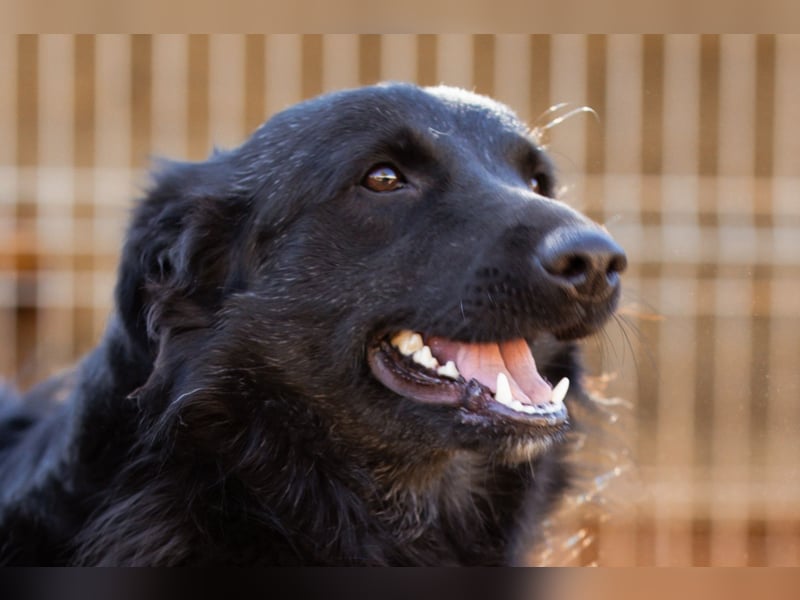 Duke ❤️ aktiver, verschmuster Kroat. Schäferhund-Mix-Rüde!